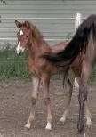 Chestnut Andalusian filly